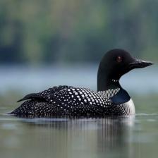 Common-Loon-7_jpg.rf.efc241e95dceae7695b5c0880bf327ad.jpg