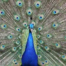 Female-Indian-peacock-Pavo-cristatus-0_jpg.rf.879b382cd4da94902b64fbbe9d5b50f6.jpg