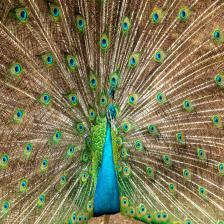 Male-Indian-peacock-Pavo-cristatus-91_jpg.rf.95a9c095dcc539bf56ca67587a57533c.jpg