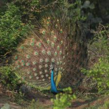 Pavo-cristatus13_jpg.rf.5b3df26bf9accd619f374513abfe1609.jpg