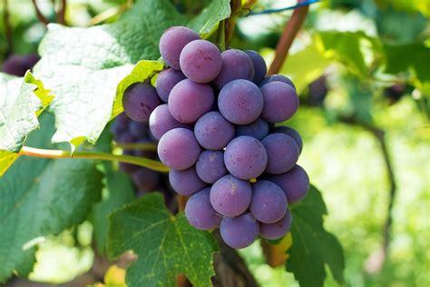 grape